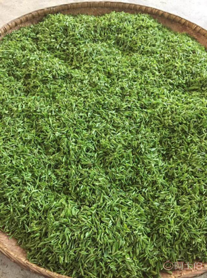 樂昌白毛茶 韶關農民的匠心手工綠茶與紅茶